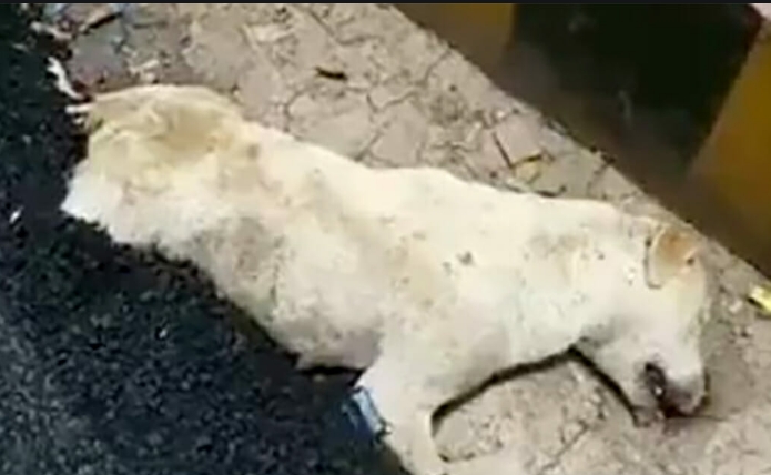 Беспомощная собака умирает медленной, мучительной смертью после того, как её заживо закатали в асфальт дорожные рабочие в Индии